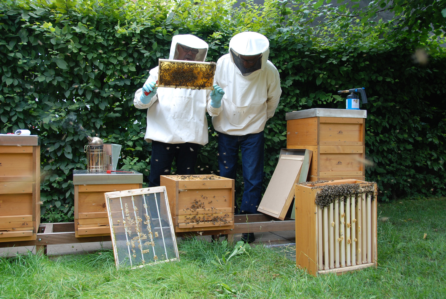 Bienenhonig aus der Ludwigsburger Innenstadt